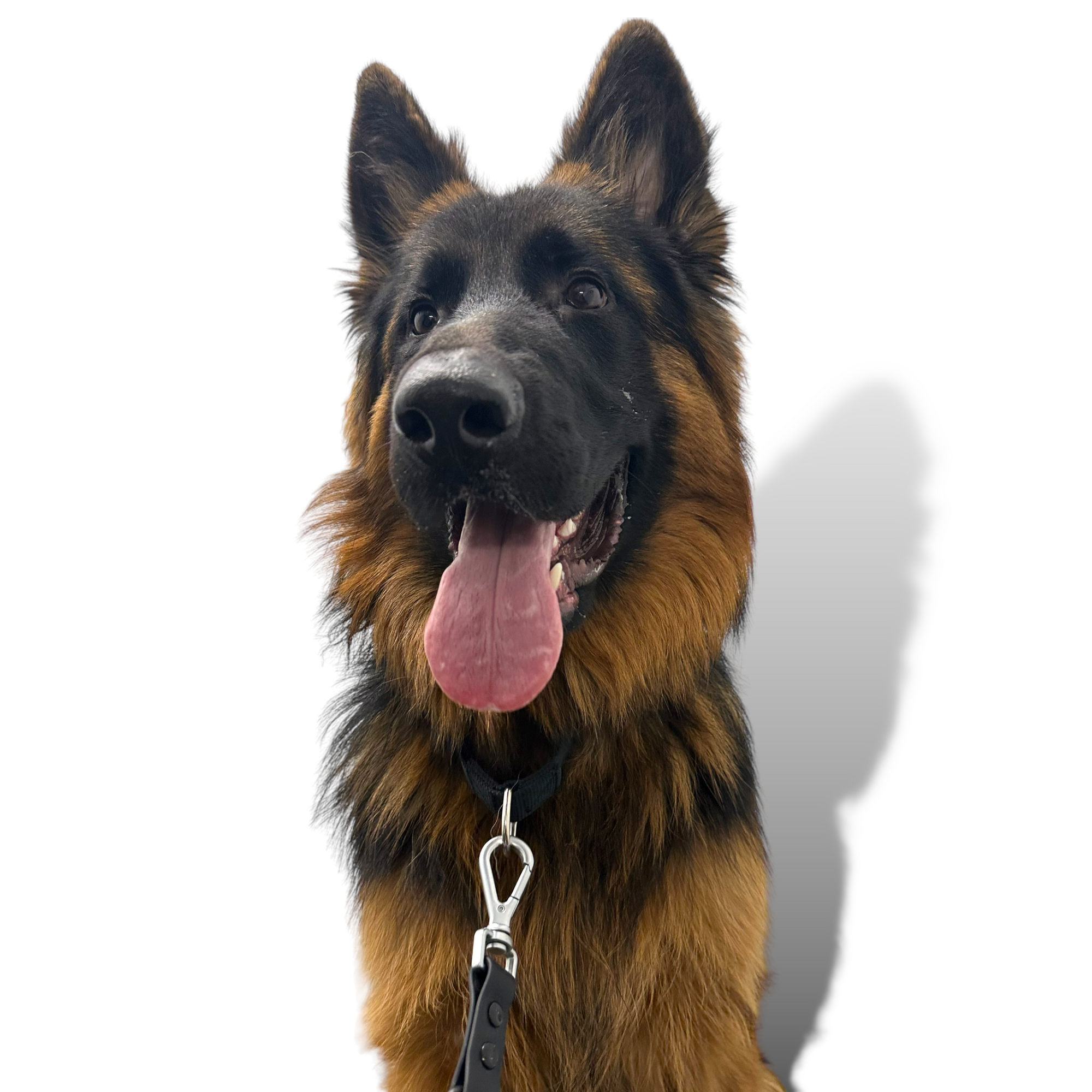 Come Here Buddy - Martingale Dog Collar -