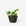 Racine Planter - Carbon