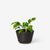 Racine Planter - Carbon