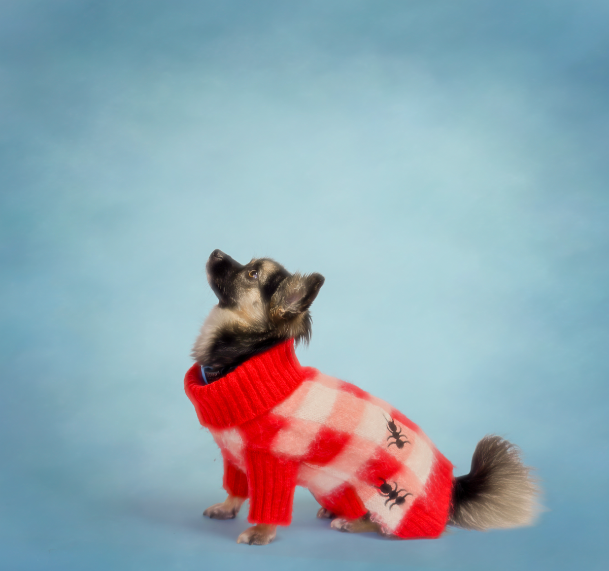 helloboyko - Dog Picnic Sweater - XS