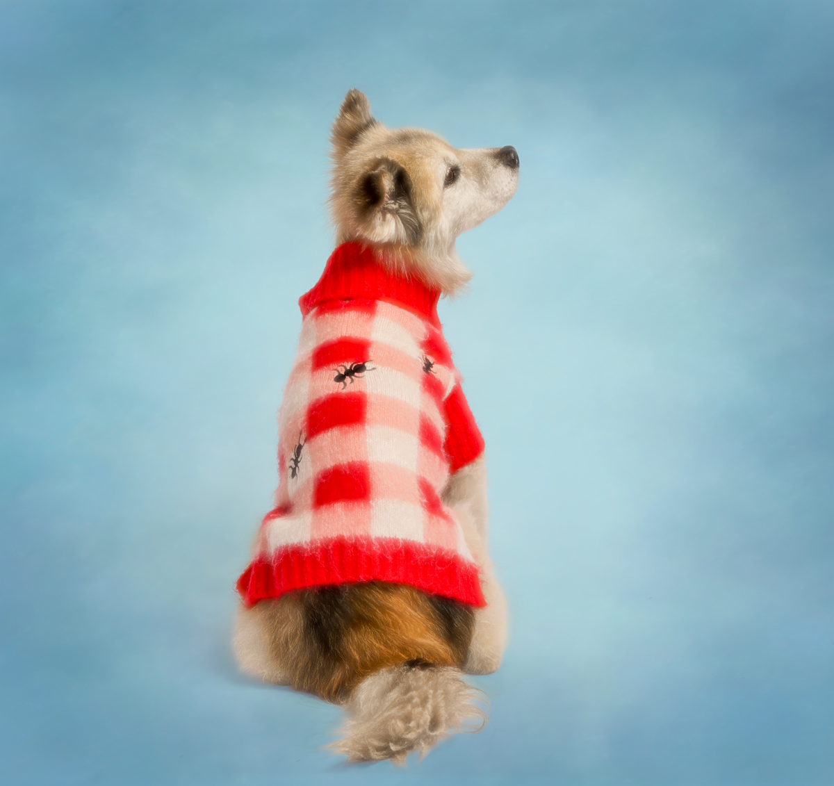helloboyko - Dog Picnic Sweater - XL