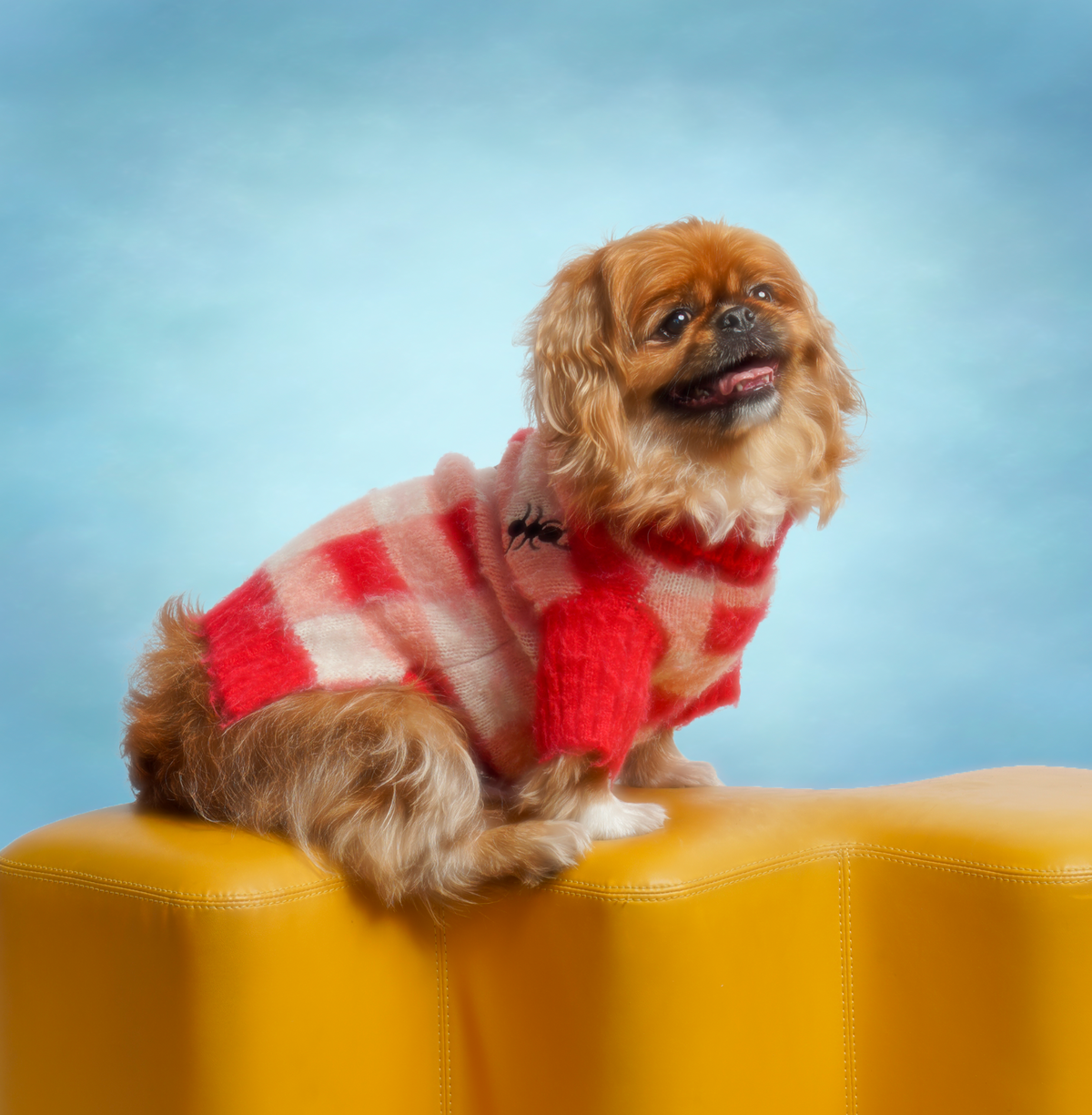 helloboyko - Dog Picnic Sweater - M