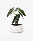 Areaware - Stacking Planter - Short -