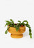 Strata Plant Vessel - Yellow