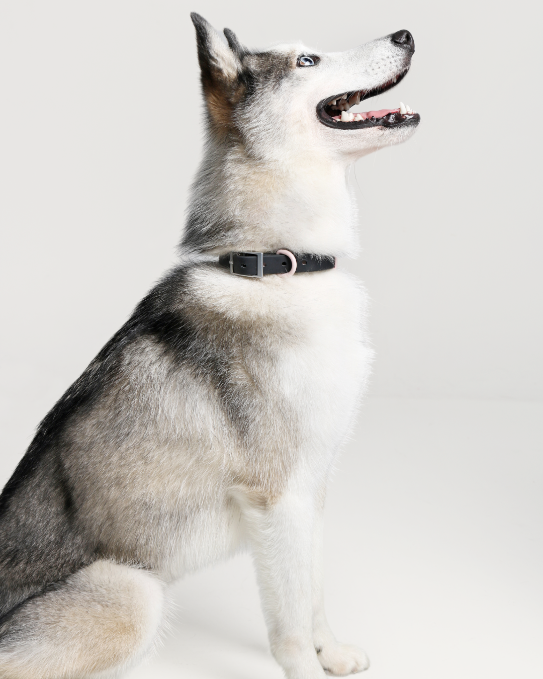 Furry Muse - Wander! Waterproof Collar - Ballerina -