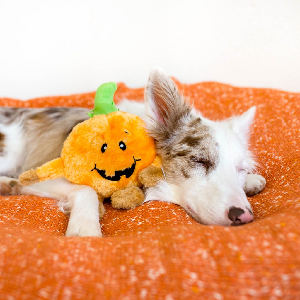 Zippy Paws - Halloween Brainey - Pumpkin -