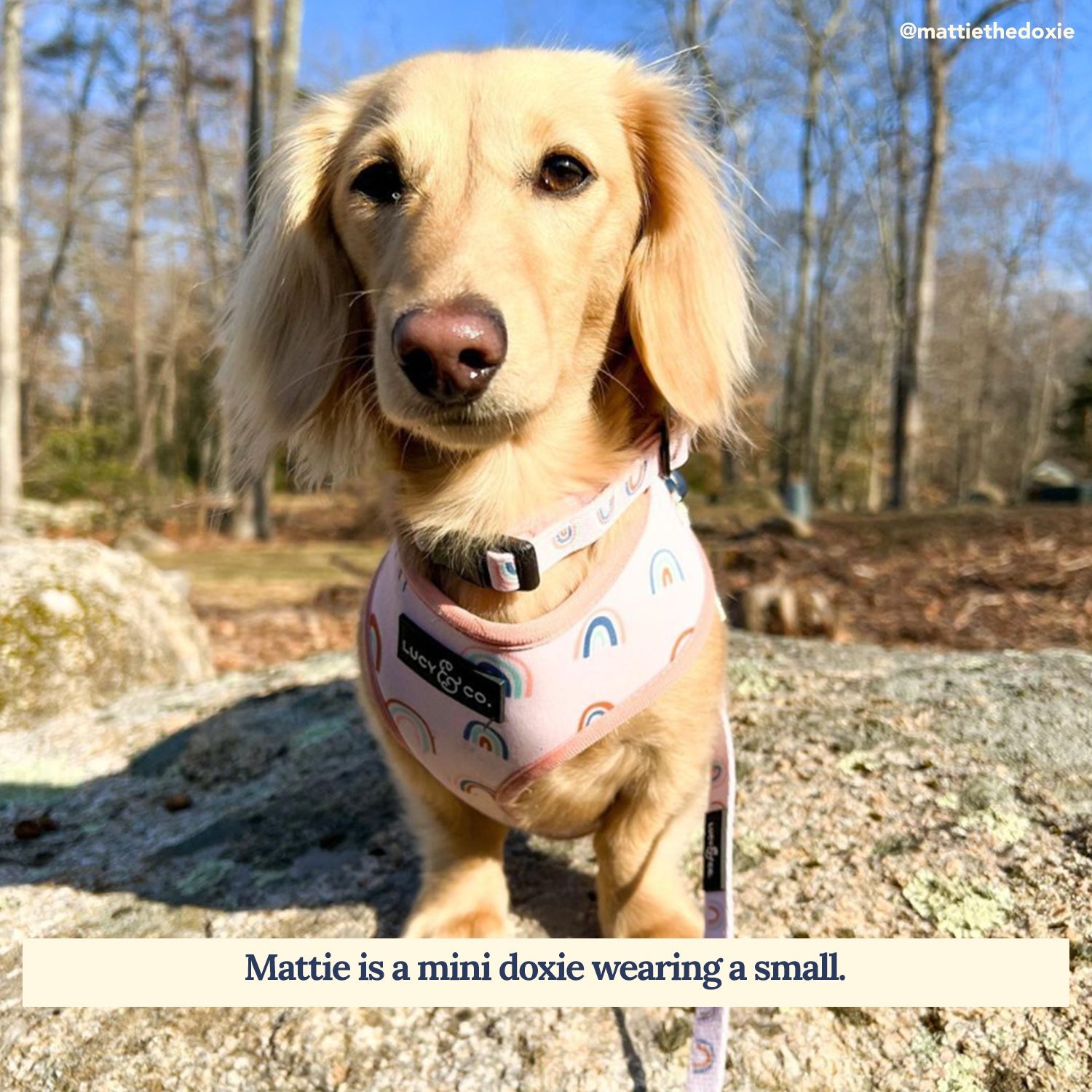 Lucy & Co. - In the Clouds Collar -