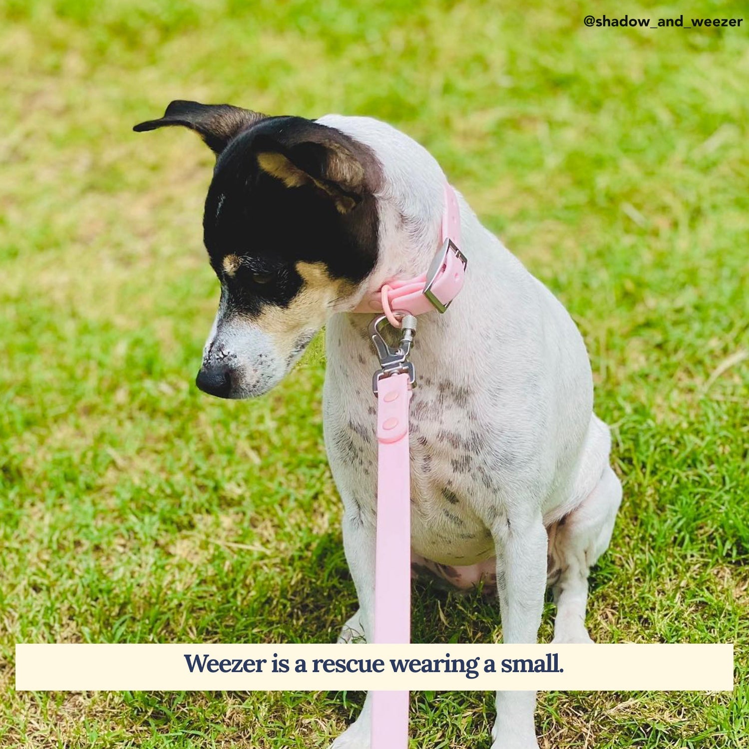 Waterproof PVC Collar - Rosewater