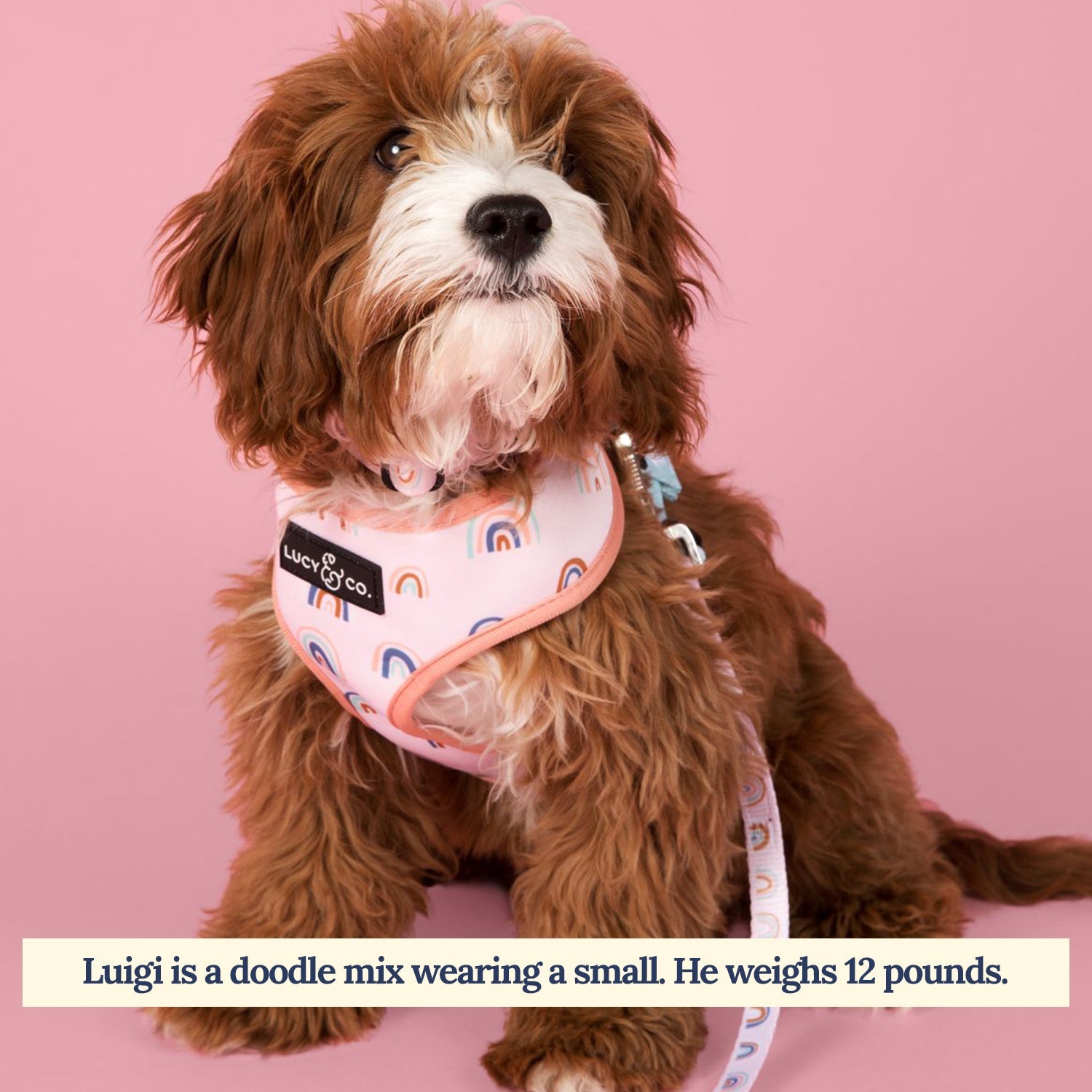 Lucy & Co. - In the Clouds Reversible Harness -