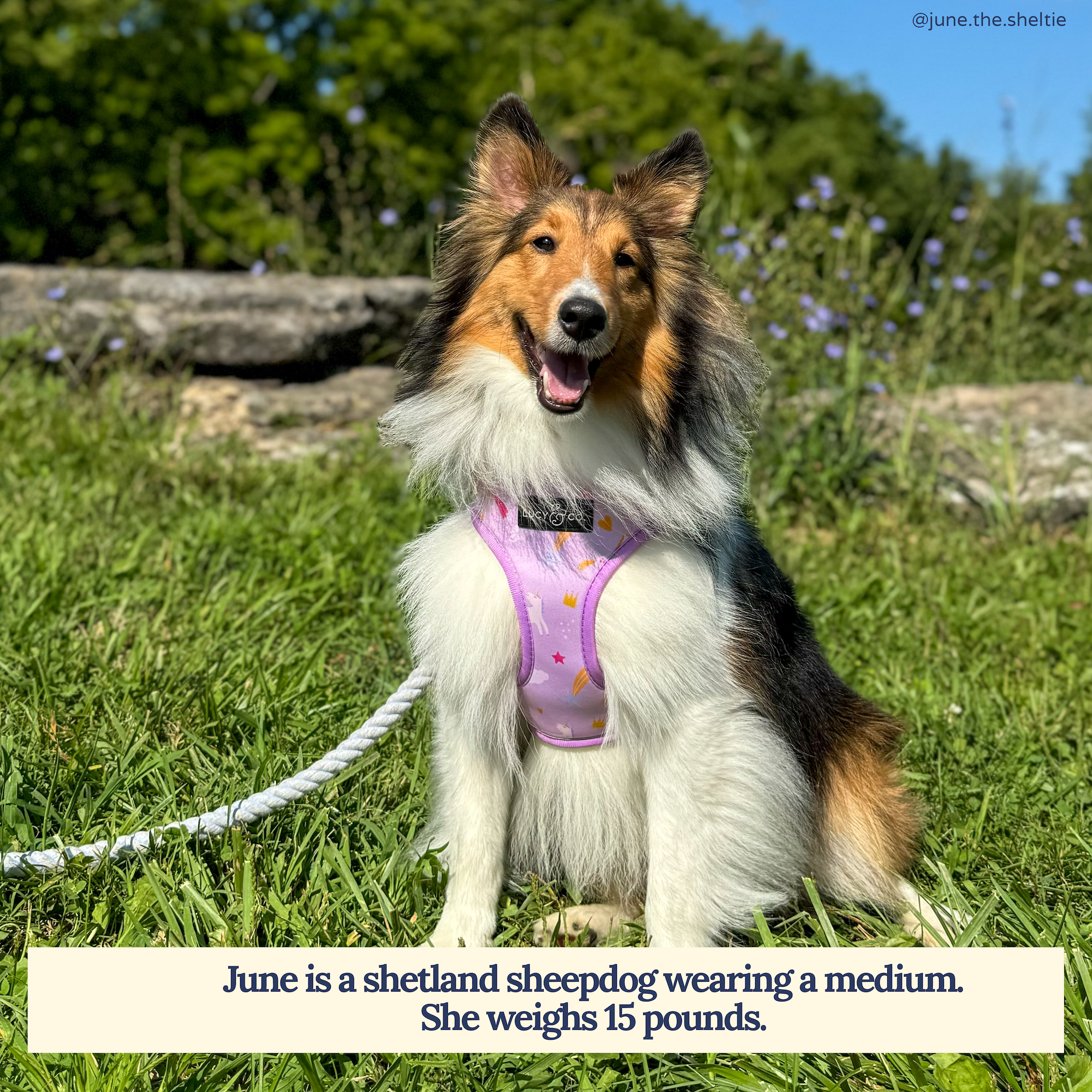 Lucy & Co. - Making Magic Reversible Harness -