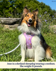 Lucy & Co. - Making Magic Reversible Harness -