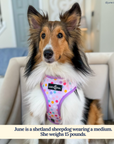 Lucy & Co. - Making Magic Reversible Harness -