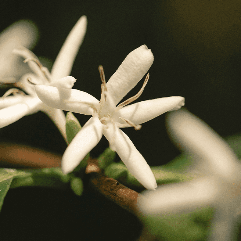 Vitruvi - Rosy Glow Air Scent Refill -