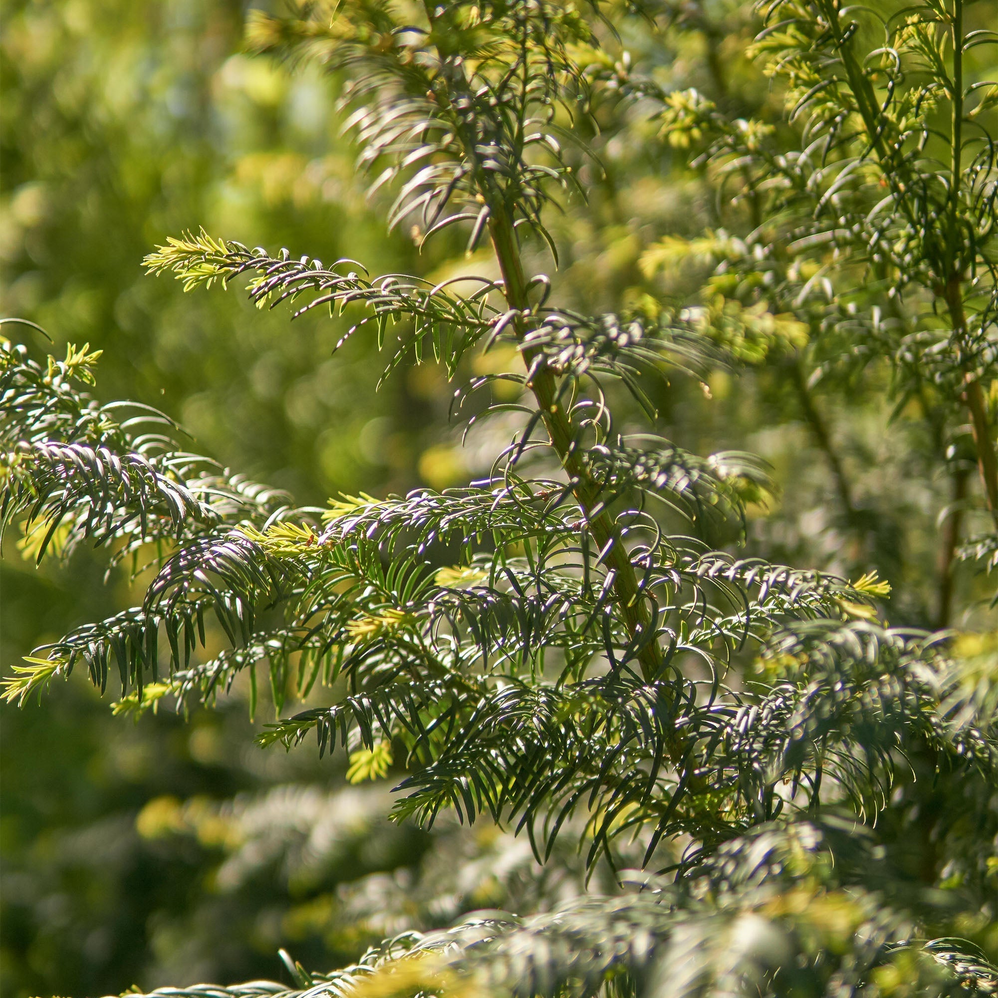 Vitruvi - Woody Santal Air Scent Refill -