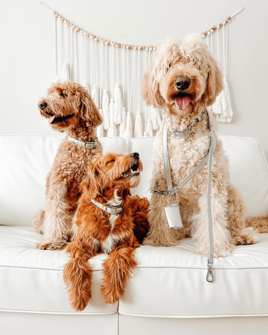 Furry Muse - Shine Metallic Leather Collar -