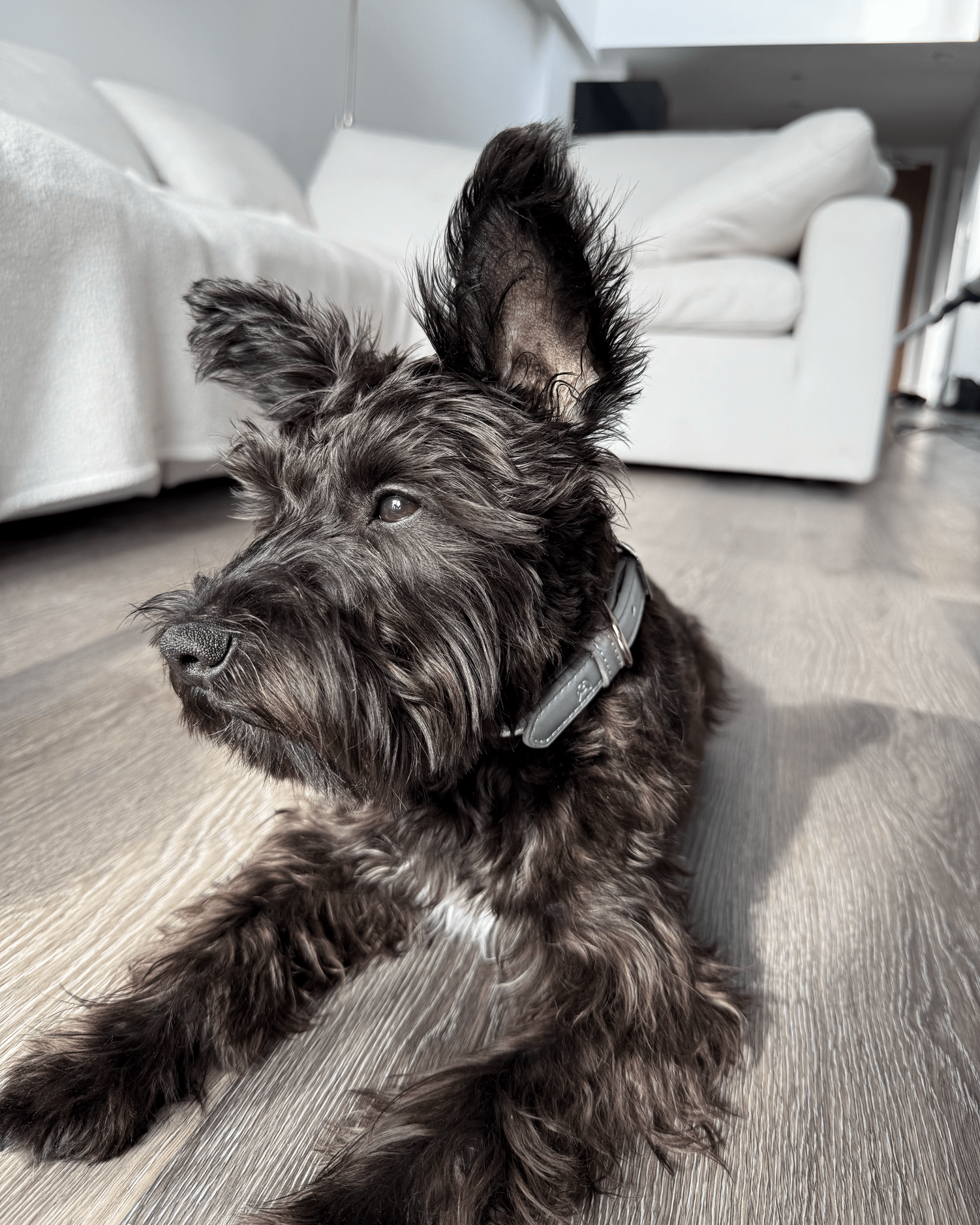 Furry Muse - Shine Metallic Leather Collar -