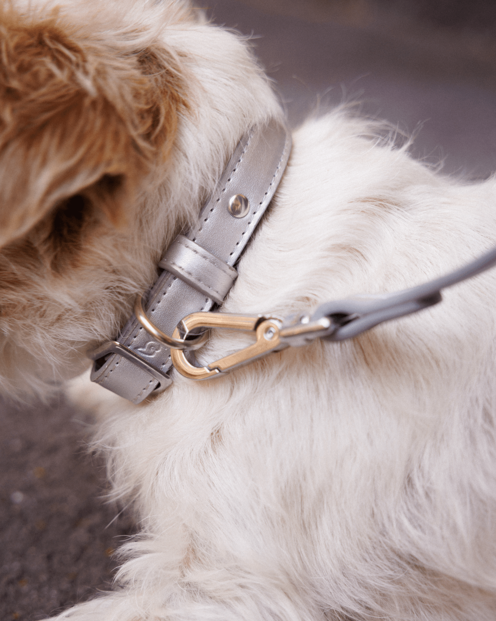 Furry Muse - Shine Metallic Leather Collar -