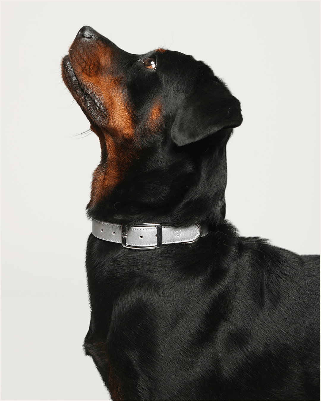 Furry Muse - Shine Metallic Leather Collar -