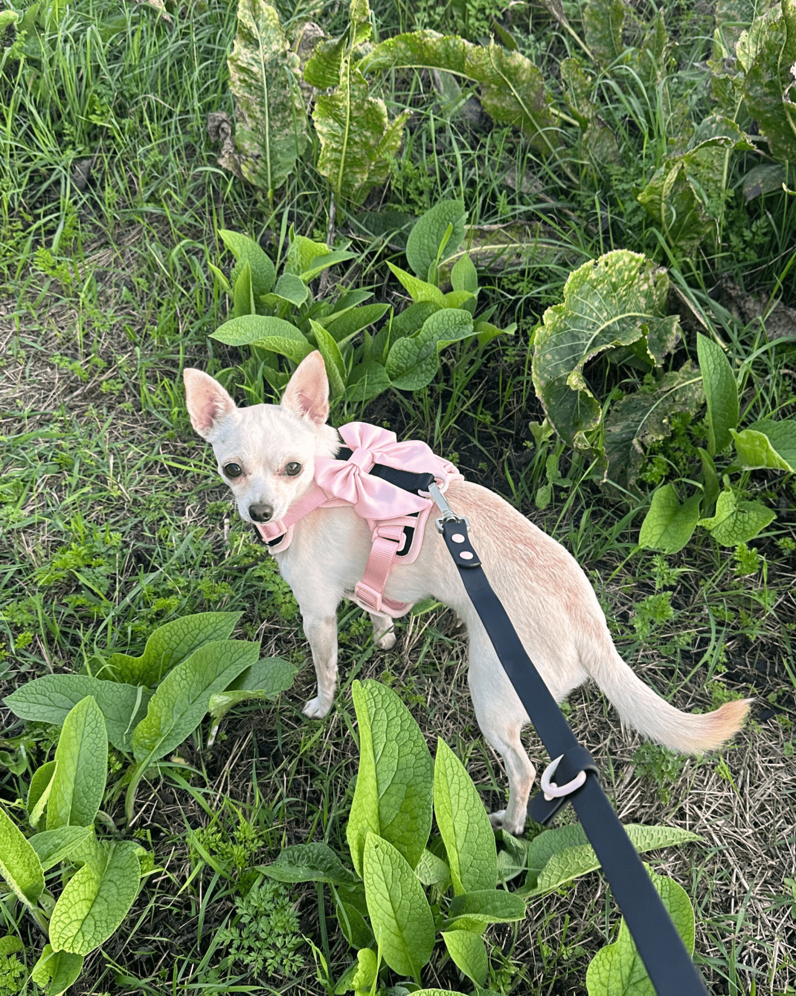 Furry Muse - Wander! Multiway Leash &amp; Poop Pouch - Ballerina -