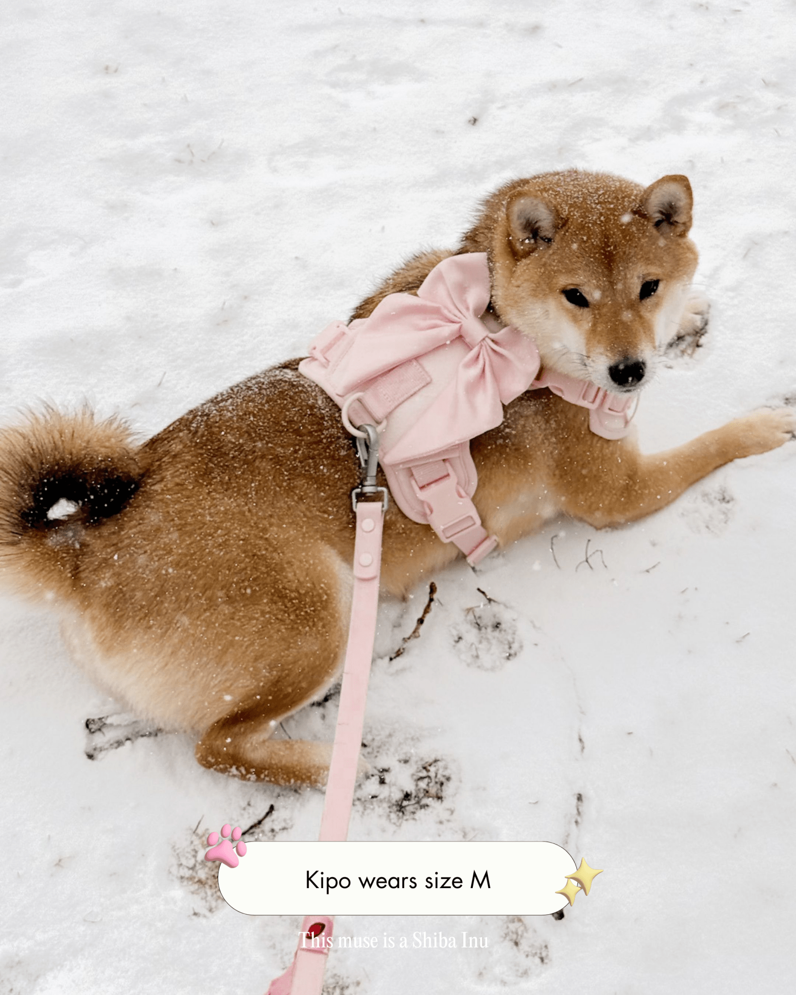 Wander! Bow Harness Kit Blossom - Silver - FURRY MUSE WAN-BOW-HKIT-XXS-SI-PN-6FT