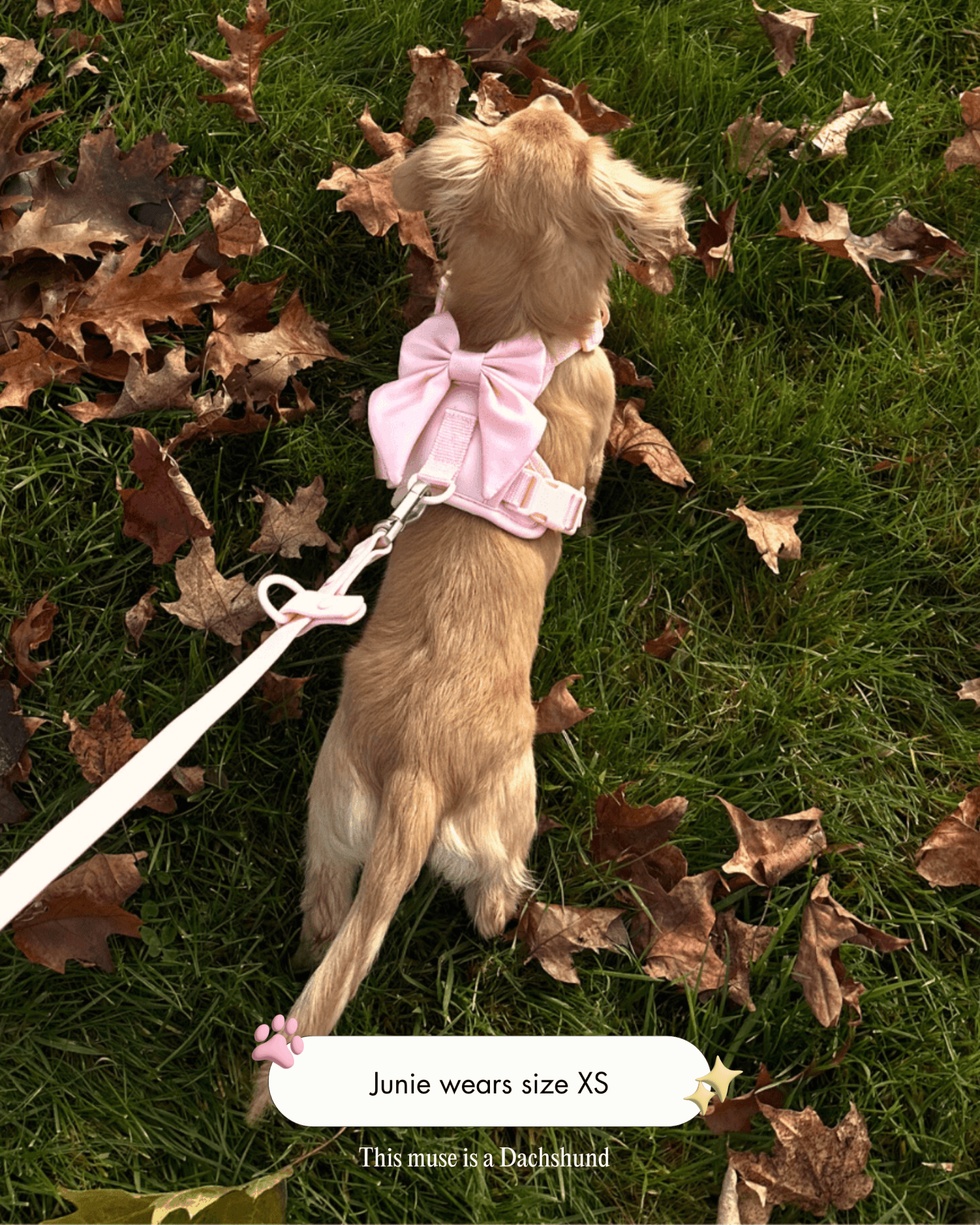 Wander! Bow Harness Kit Blossom - Silver - FURRY MUSE WAN-BOW-HKIT-XXS-SI-PN-6FT