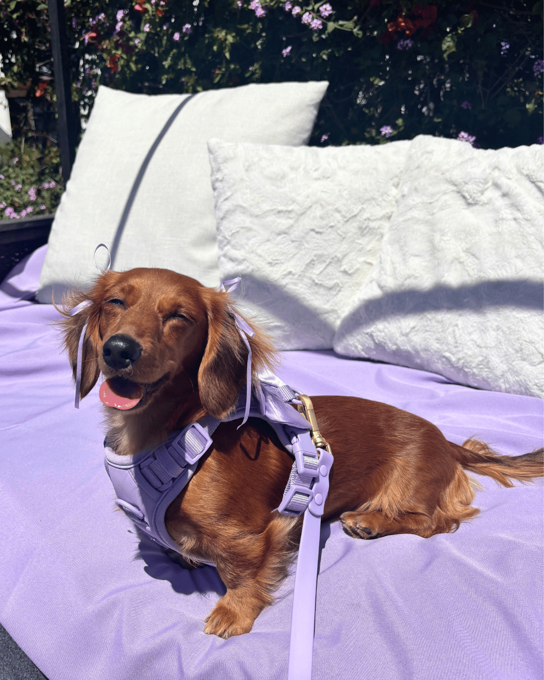 Furry Muse - Wander! Bow Harness - Lilac -