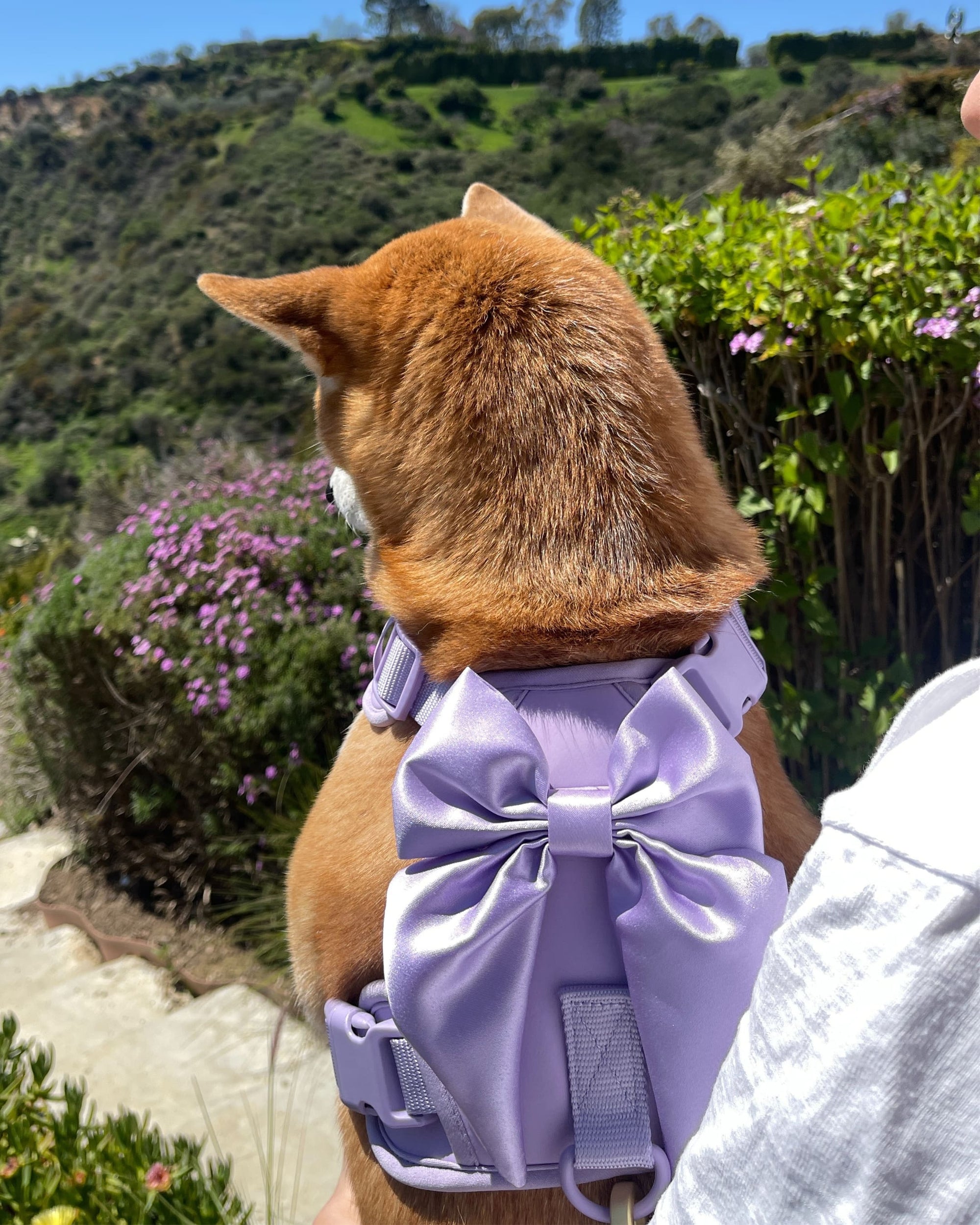 Furry Muse - Wander! Bow Harness - Lilac -