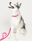 Wander! Collar Kit - Bubblegum - FURRY MUSE WAN-CKIT-S-MA
