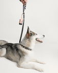 Wander! Collar, Leash, & Poop Pouch Kit Ballerina - FURRY MUSE