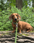 Wander! Multiway Waterproof Leash Martini - FURRY MUSE WAN - LEA - OS - OL