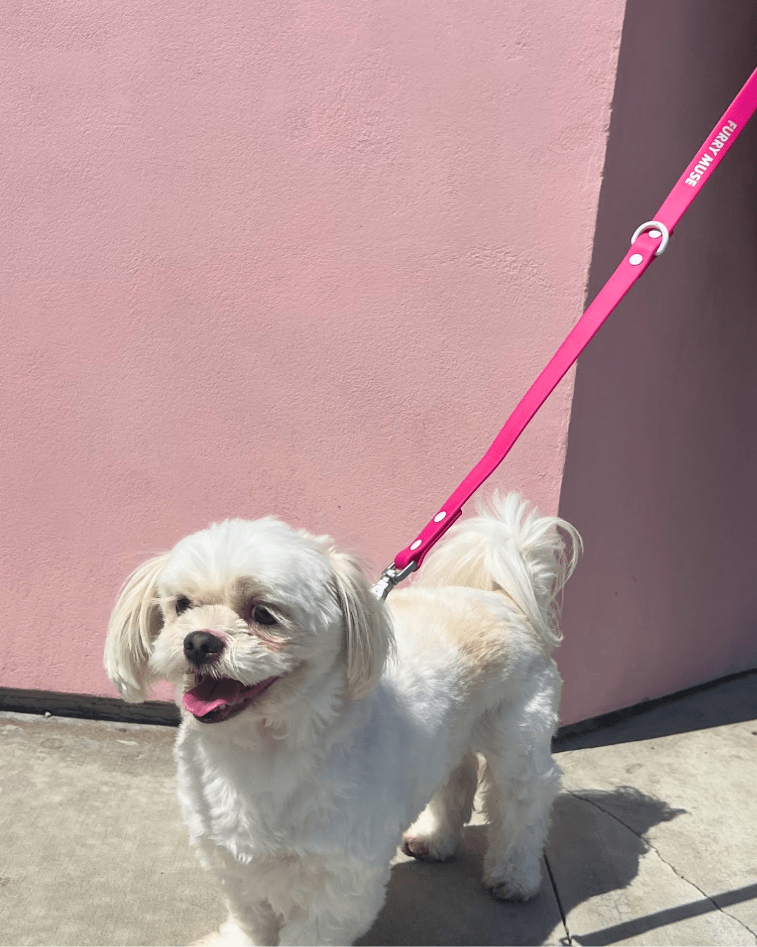 Furry Muse - Wander! Multiway Leash - Bubblegum -