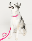 Wander! Multiway Waterproof Leash Petunia - FURRY MUSE WAN - LEA - OS - MA