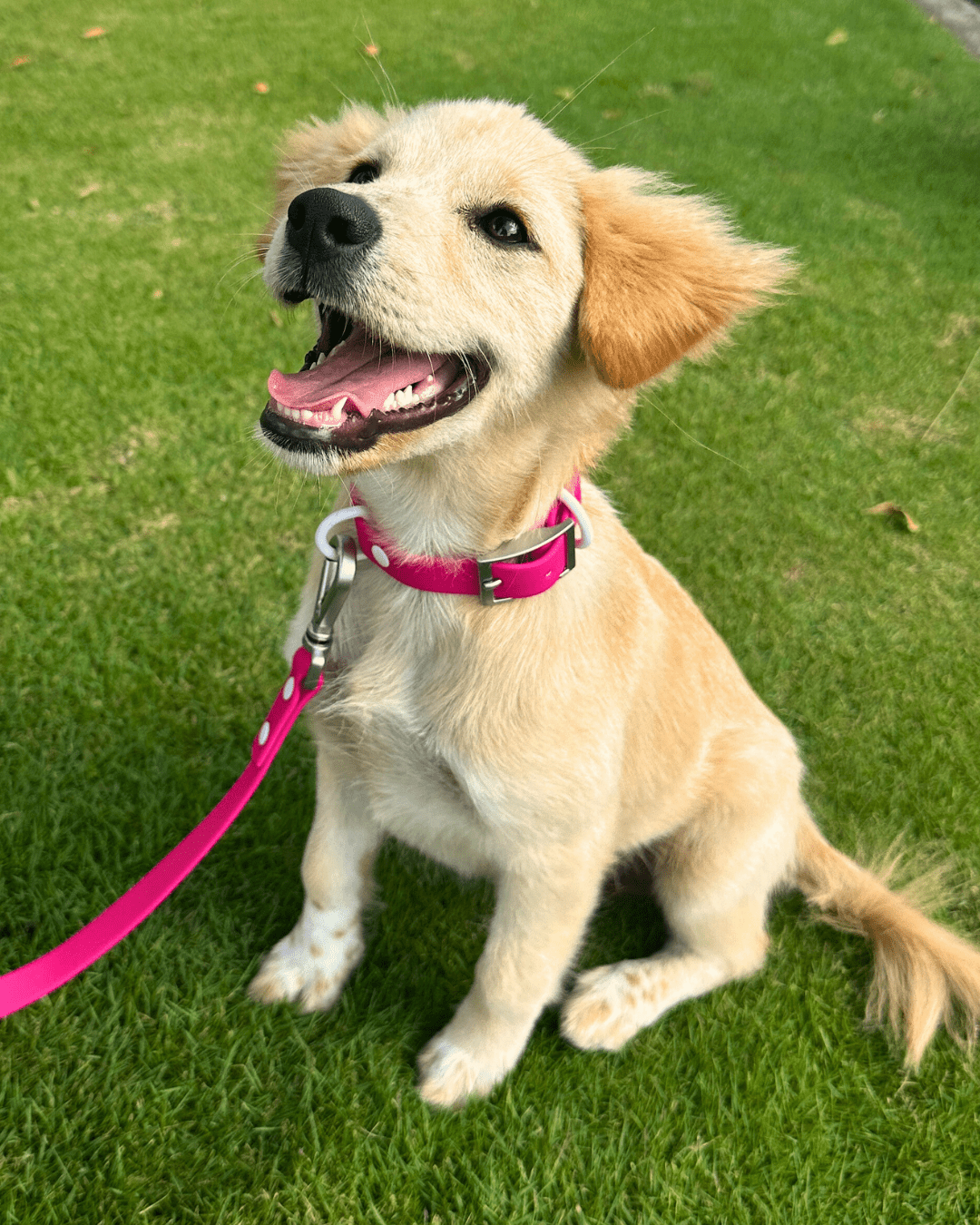 Furry Muse - Wander! Multiway Leash - Bubblegum -