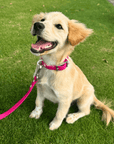 Wander! Petunia Waterproof Collar - Furry Muse WAN - COL - XS - MA