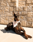 Wander! Waterproof Collar Blossom - FURRY MUSE WAN - COL - S - PN