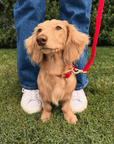 Wander! Waterproof Collar Cherry - FURRY MUSE WAN - COL - S - RD