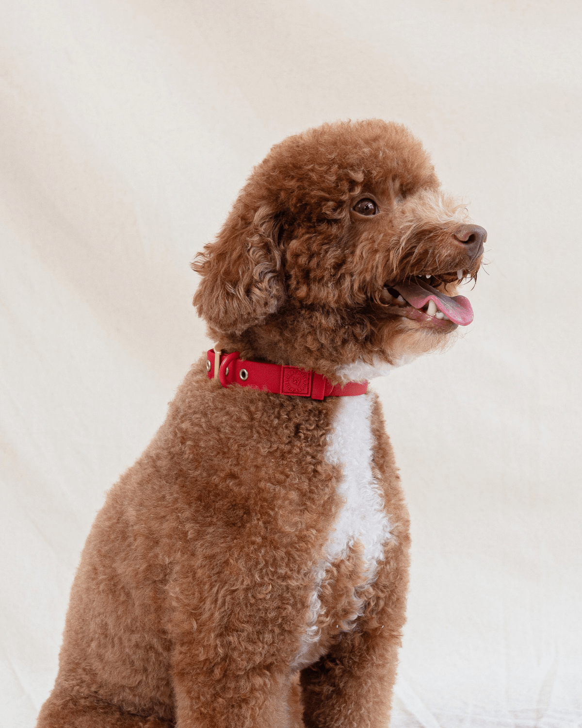 Furry Muse - Wander! Waterproof Collar - Cherry -