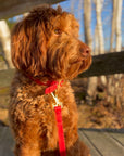 Wander! Waterproof Collar Cherry - FURRY MUSE WAN - COL - S - RD