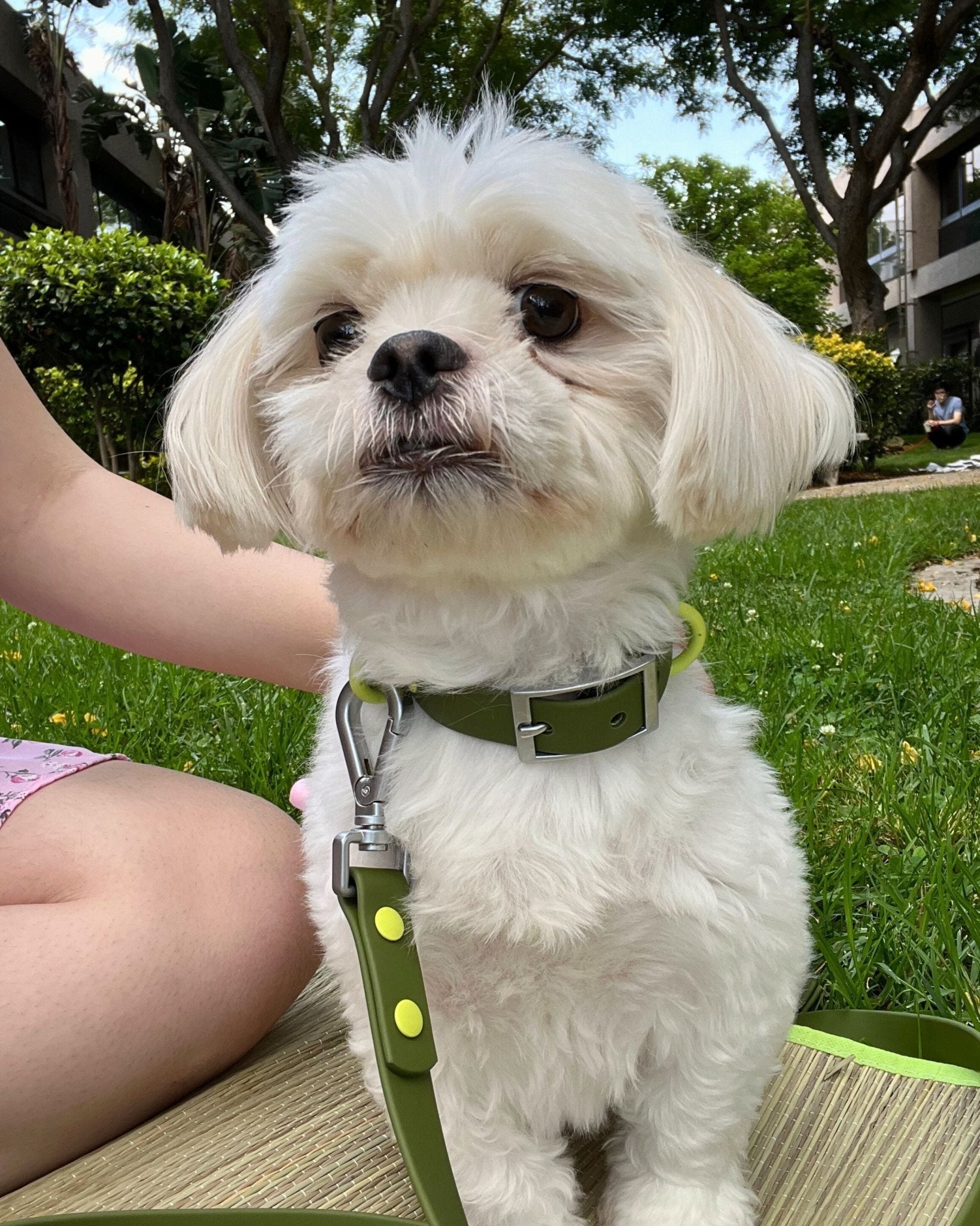 Furry Muse - Wander! Waterproof Collar - Martini -