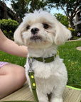 Wander! Waterproof Collar Martini - FURRY MUSE WAN - COL - S - OL