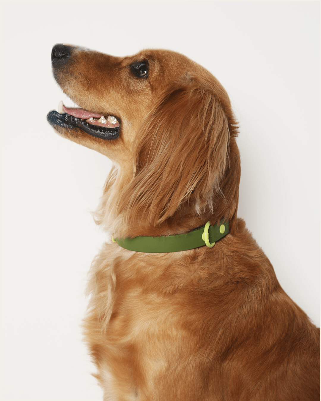 Furry Muse - Wander! Waterproof Collar - Martini -