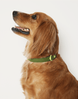 Wander! Waterproof Collar Martini - FURRY MUSE WAN - COL - S - OL