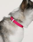 Wander! Waterproof Collar Petunia - FURRY MUSE WAN - COL - S - MA