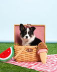 Zippy Paws - NomNomz - Ice Cream -